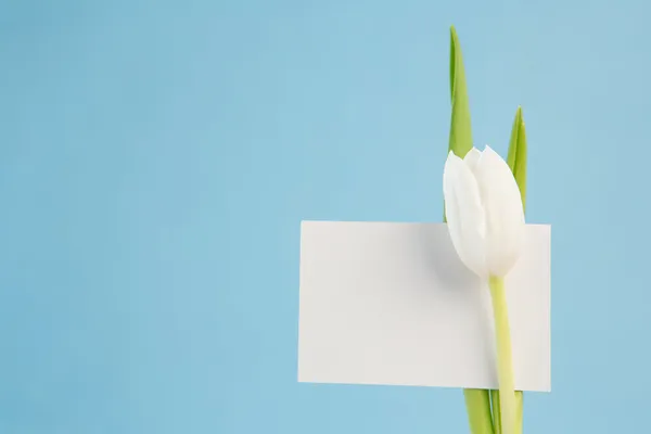 White tulip with a blank card on a blue background — Stock Photo, Image