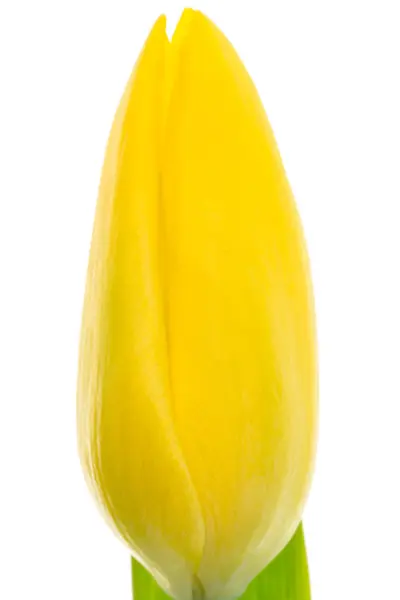 Tulipán amarillo de cerca — Foto de Stock