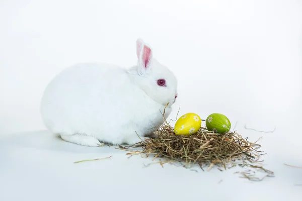 Biały królik obok gniazda pisanki — Zdjęcie stockowe