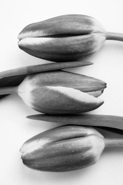 Tres hermosos tulipanes sobre un fondo blanco en blanco y negro —  Fotos de Stock