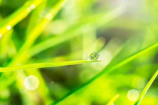 Dew on the green grass — Stock Photo, Image