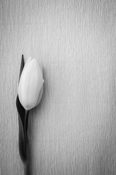 Tulip resting on textured background — Stock Photo, Image