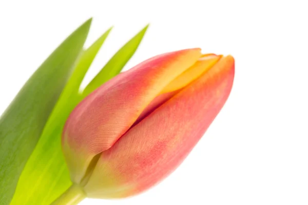 Rosa och gul tulpan på nära håll med blad — Stockfoto