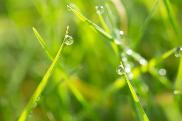 Dew on the grass — Stock Photo, Image