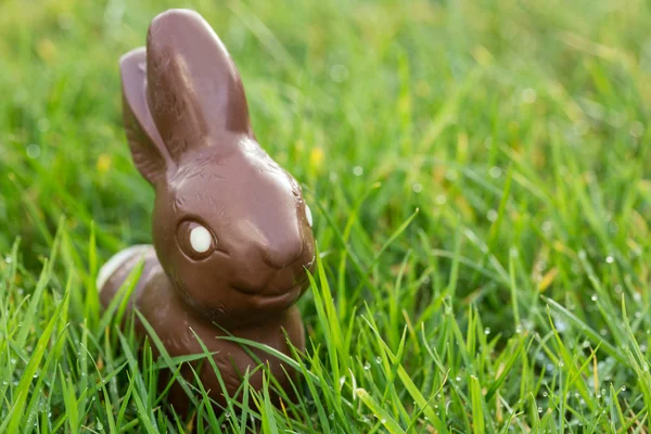 Chocolade konijn in het gras — Stockfoto