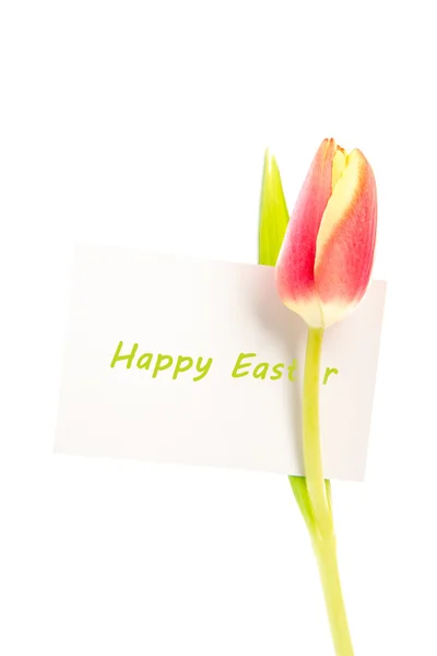 A tulip with a happy easter card — Stock Photo, Image