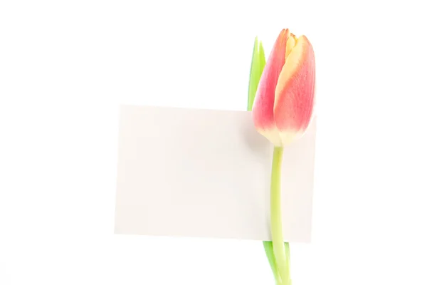 Красивый тюльпан с пустой картой — стоковое фото