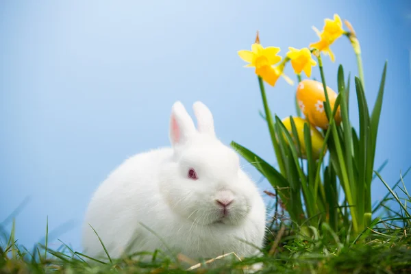 Beyaz bunny Paskalya yumurtaları içinde nergis dinlenme yanında oturan — Stok fotoğraf