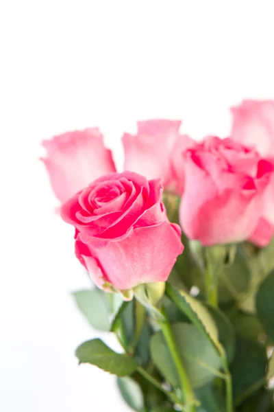 Bouquet of pink roses — Stock Photo, Image