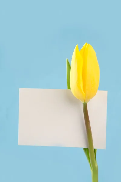 Tulipán amarillo con una tarjeta blanca en blanco sobre fondo azul — Foto de Stock