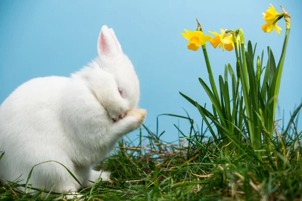 Coelhinho fofo branco coçando seu nariz ao lado de narcisos — Fotografia de Stock