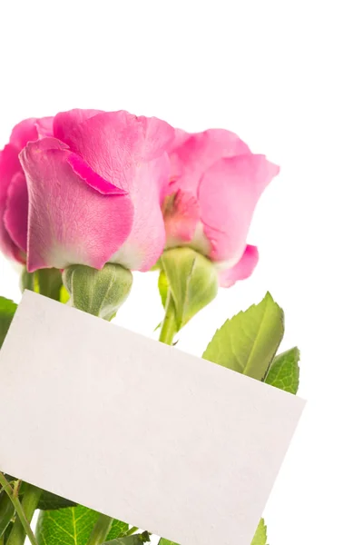 空白卡与粉红玫瑰 — 图库照片