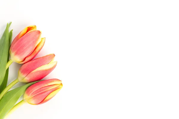 Three blooming tulips on a white background — Stock Photo, Image