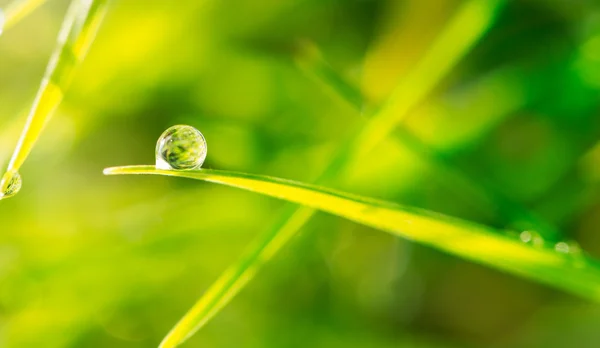 Dew drop on blade of grass — Stock Photo, Image