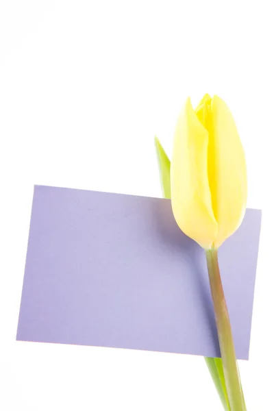 Tulipe jaune avec une carte mauve et vide sur fond blanc — Photo