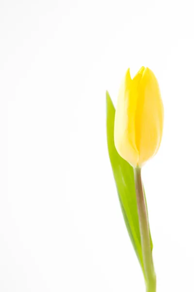 Belle tulipe jaune sur fond blanc — Photo