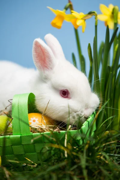 Weißes Kaninchen ruht auf Ostereiern im grünen Korb — Stockfoto