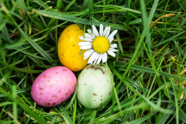 Pequenos ovos de Páscoa aninhados na grama com uma margarida — Fotografia de Stock