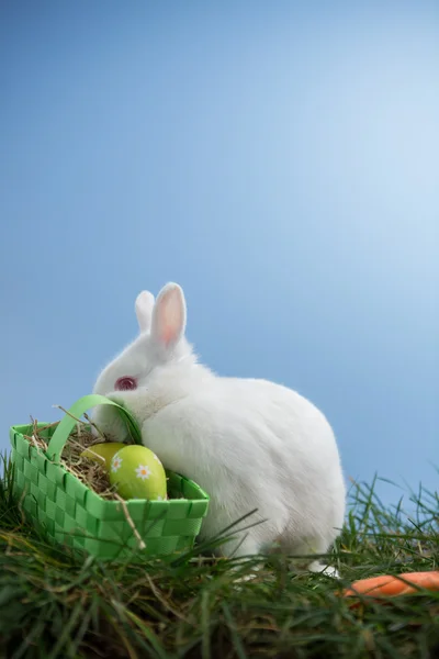 Beyaz tavşan tavşan sepet yumurta ile çim üzerinde oturan — Stok fotoğraf