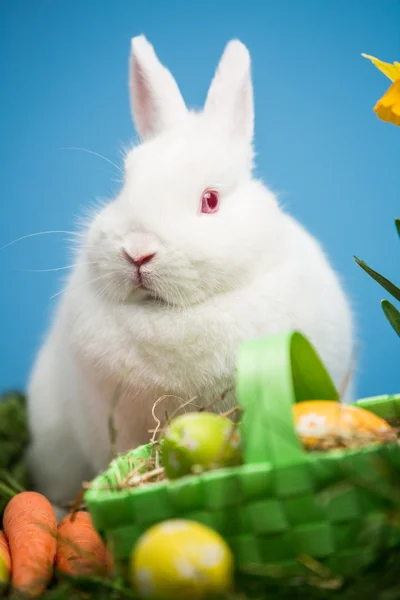 Witte konijn zitten achter paaseieren in groene mand — Stockfoto