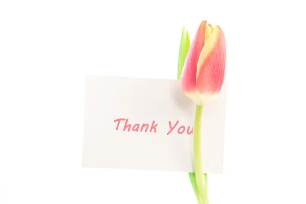 Un tulipano con un biglietto di ringraziamento — Foto Stock