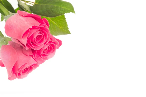 Pink roses resting on white surface — Stock Photo, Image