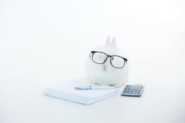 Coelho branco vestindo óculos humanos com estacionário e calculadora — Fotografia de Stock