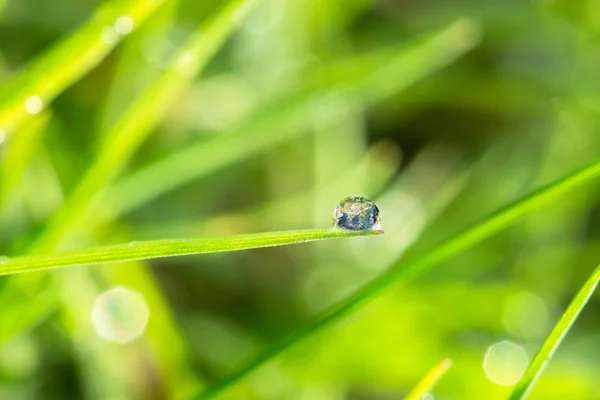 Dew drop on the grass close up — Stock Photo, Image