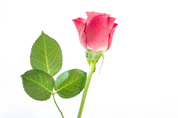 Single pink rose with three leaves — Stock Photo, Image