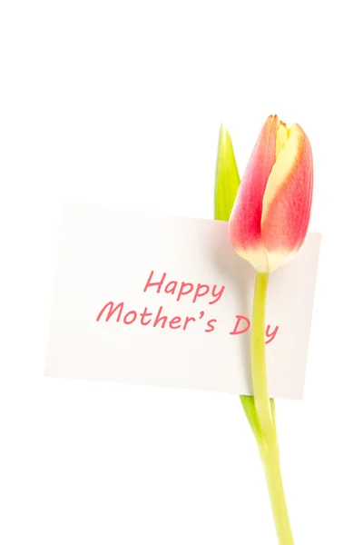 Тюльпан с открыткой на день матери — стоковое фото