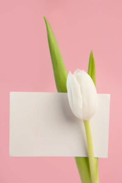 Beautiful white tulip with blank card — Stock Photo, Image