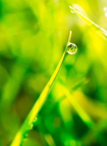 Gota de orvalho na grama verde — Fotografia de Stock