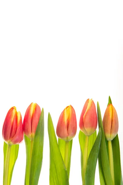 Růžové a žluté tulipány — Stock fotografie