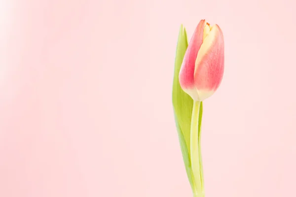 Primo piano di un bel tulipano — Foto Stock