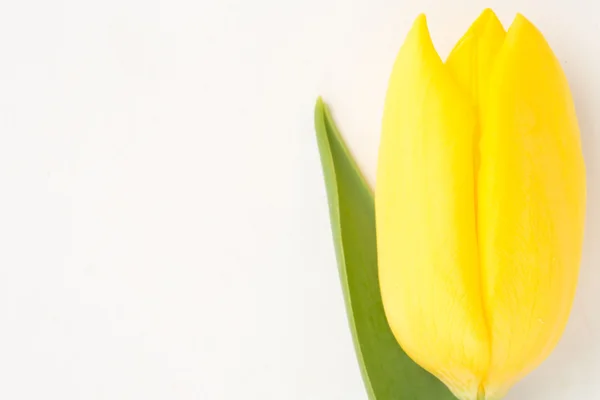 Amarelo tulipa florescendo perto no fundo branco — Fotografia de Stock