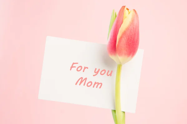 Close up of a beautiful tulip with a card for a mother — Stock Photo, Image