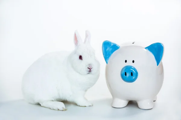 White bunny sitting beside blue and white piggy bank — Stock Photo, Image