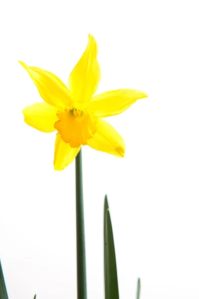 Gelbe Narzisse in Blüte — Stockfoto