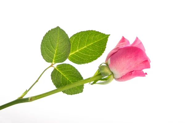 Rosa rosa con tre foglie — Foto Stock