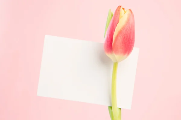 Close up of a beautiful tulip with a empty card — Stock Photo, Image