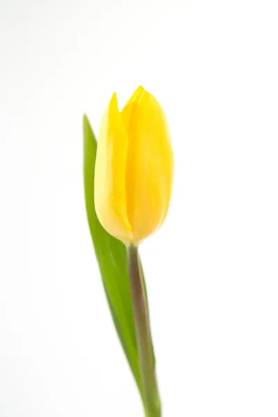 Tulipano giallo fiorito su sfondo bianco — Foto Stock