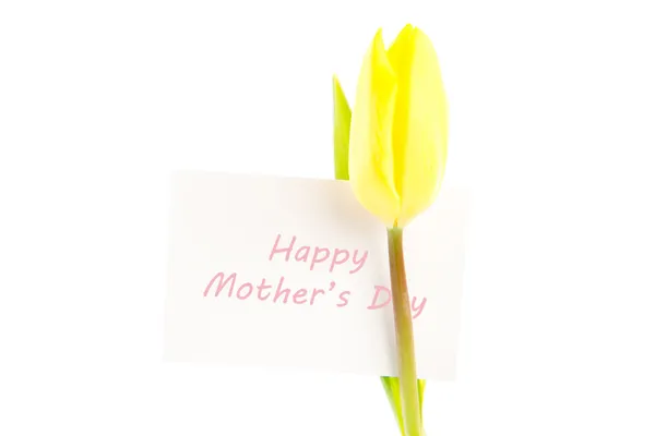 Yellow tulip with a white happy mothers day card — Stock Photo, Image