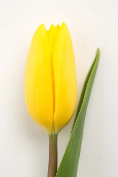 Tulipano giallo fiorito su sfondo bianco — Foto Stock