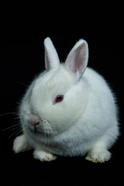 Pet wien weißes Kaninchen mit Albinismus — Stockfoto