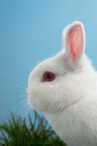 Coelho fofo branco com orelhas e olhos rosados — Fotografia de Stock