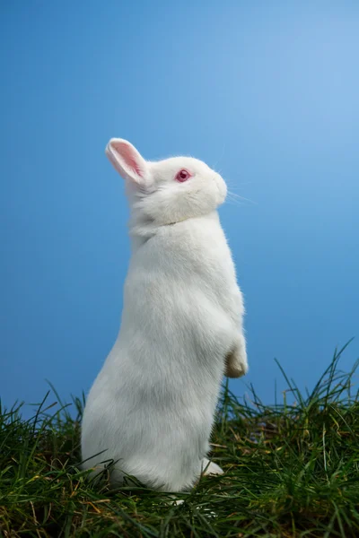 Vita fluffiga kanin står upp på gräset — Stockfoto