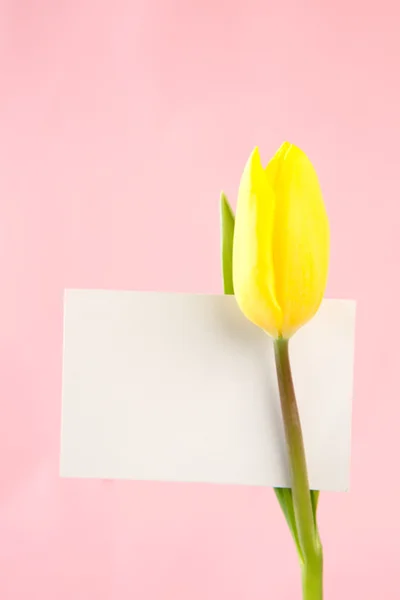 Tulipán amarillo con una tarjeta blanca en blanco sobre fondo rosa —  Fotos de Stock