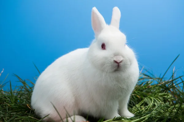 Pluizige witte bunny — Stockfoto