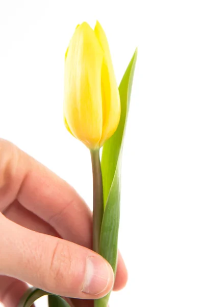 Hand holding a yellow tulip on a white background — Stock Photo, Image