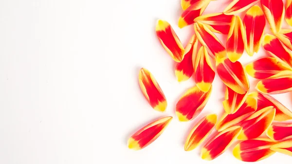 Tulips petal on a white background — Stock Photo, Image